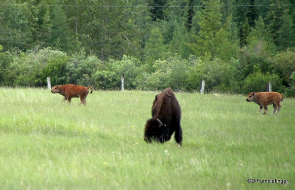 13 Bison Herd, Rocky Mountain House NHS