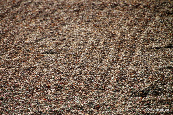 Coffee beans drying in the sun, Greenwell Farms Coffee Tours