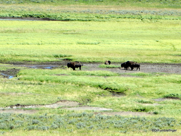 13 Hayden Valley and Yellowstone River