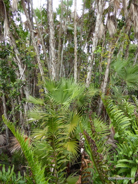 13 Mahogany Hammock Trail