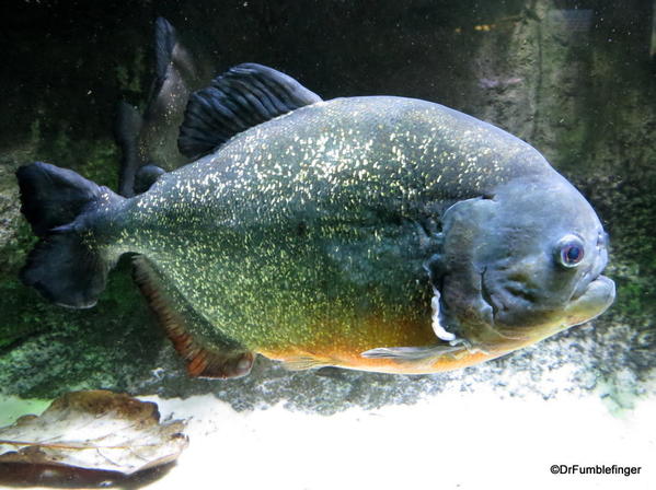 13 New England Aquarium . Red-bellied piranha