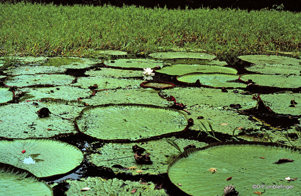 13 Peruvian Amazon