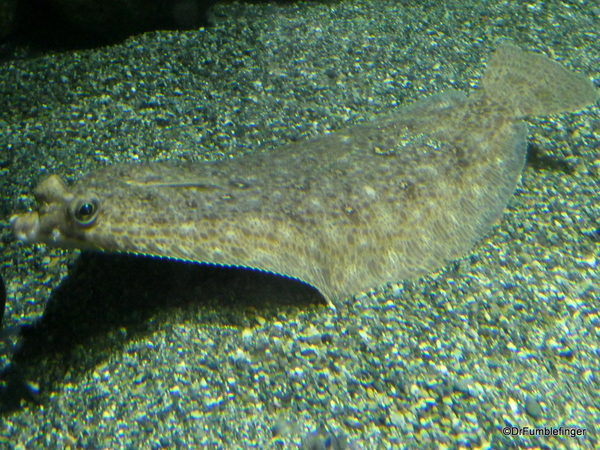 13 Seward Sealife Center