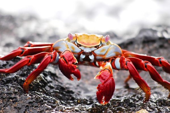 13_red crab-2113968_1280