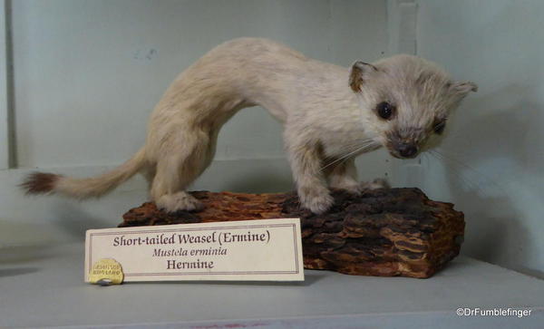 Banff Park Museum, Short-Tailed Weasel