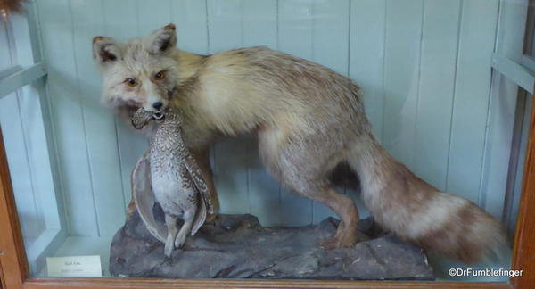 Banff Park Museum, Upstairs (red fox)