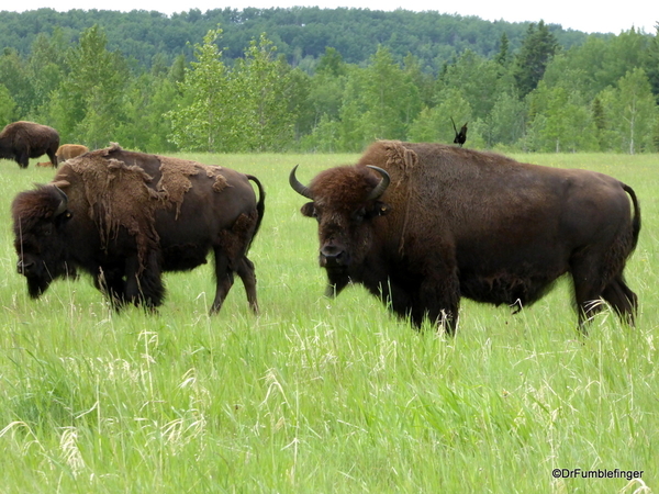 14 Bison Herd, Rocky Mountain House NHS