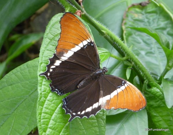 14 Butterfly World, Florida (44)