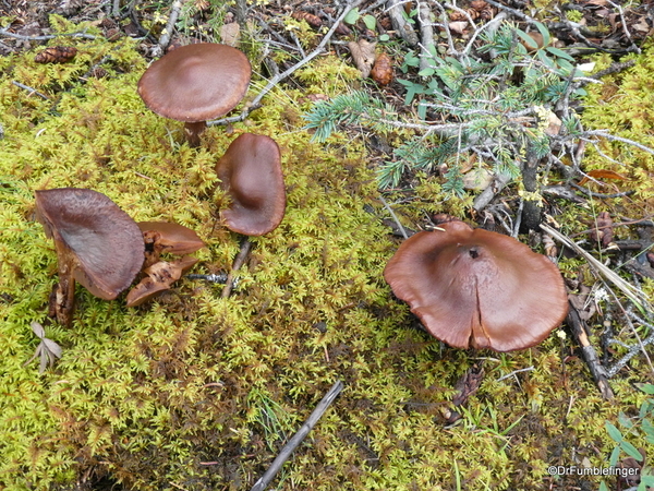 14 Denali Horseshoe Lake Hike