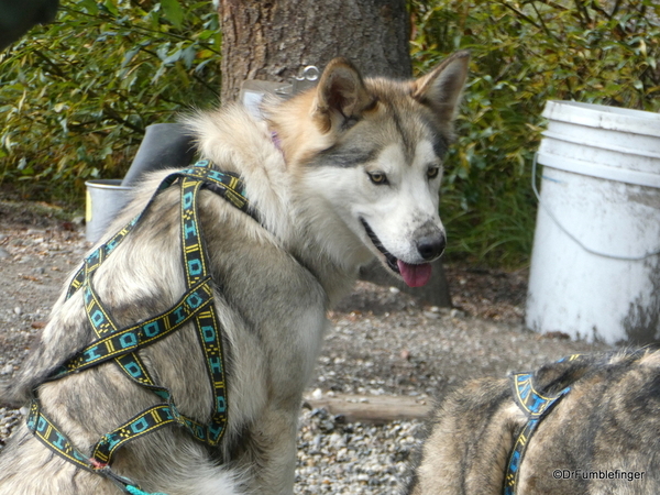 14 Denali Sled Dog Kenn