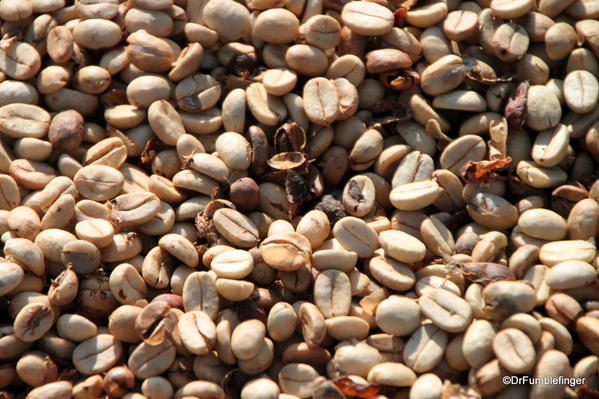 Coffee beans drying in the sun, Greenwell Farms Coffee Tours