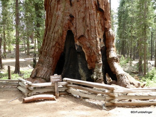 14 Mariposa Grove, Yosemite NP)