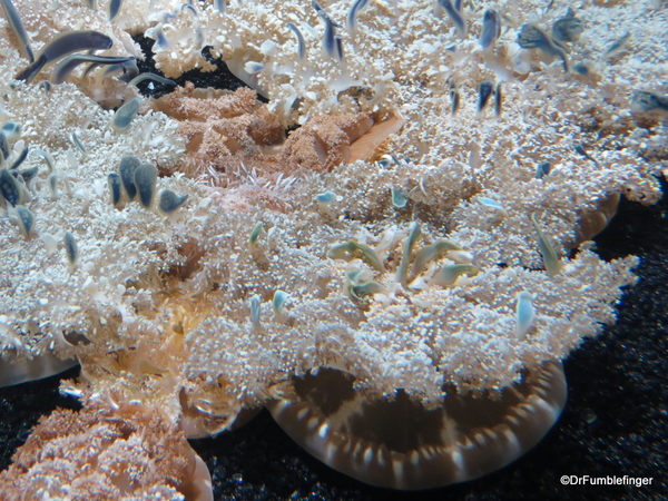 14 Monterey Bay Aquarium. Upside Down Jelly