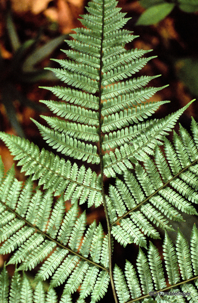 14 Peruvian Amazon