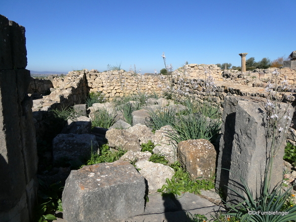 14 Volubilis