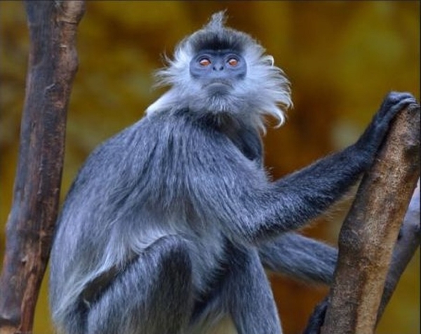 14_Annamese-Silvered-Langur-c