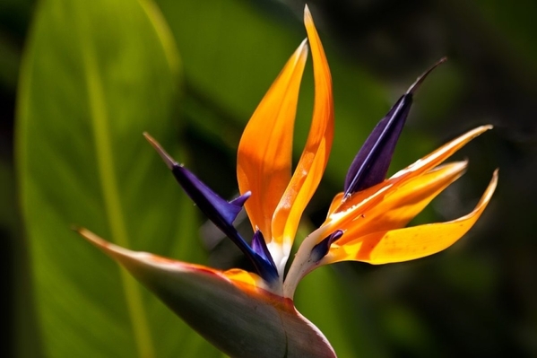 14_belize-botanical-gardens-1200x800