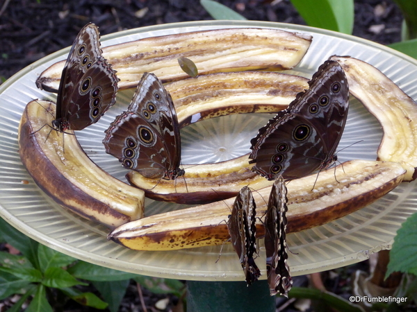 15 Butterfly World, Florida (22)