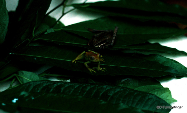 15 Peruvian Amazon