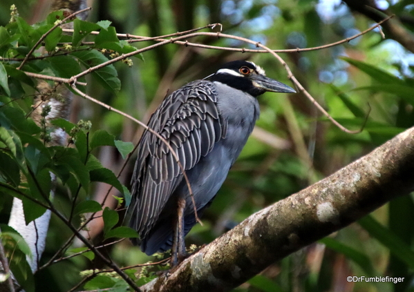 15 Turtle Bay Resort canal safari. Night heron