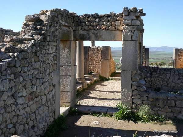 15 Volubilis