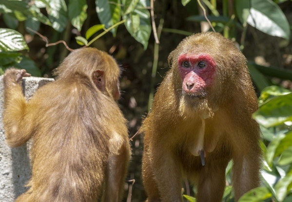 15_stump-tailed-macaque-erik karits-09_1280