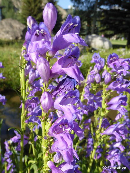 16 Betty Ford Alpine Garden