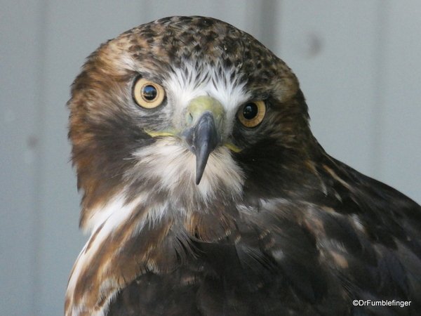 16 Birds of Prey Center, Coaldale