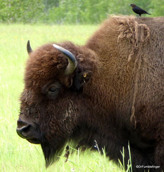 16 Bison Herd, Rocky Mountain House NHS