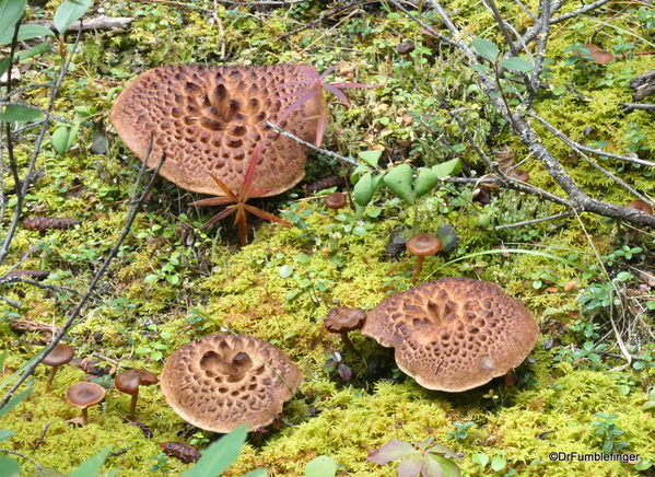 16 Denali Horseshoe Lake Hike