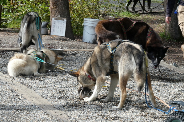 16 Denali Sled Dog Kenn