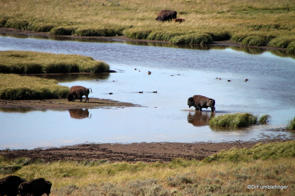 16 Hayden Valley and Yellowstone River