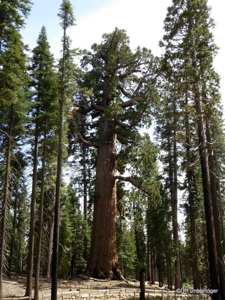 16 Mariposa Grove, Yosemite NP)