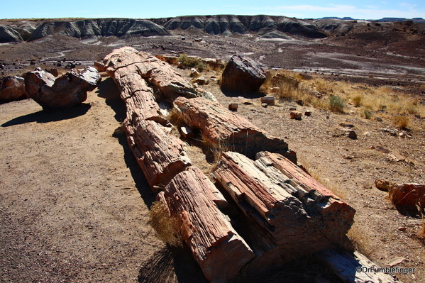 16 Petrified Forest