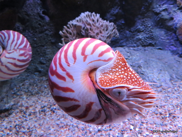 168 Monterey Bay Aquarium. Chambered Nautilus