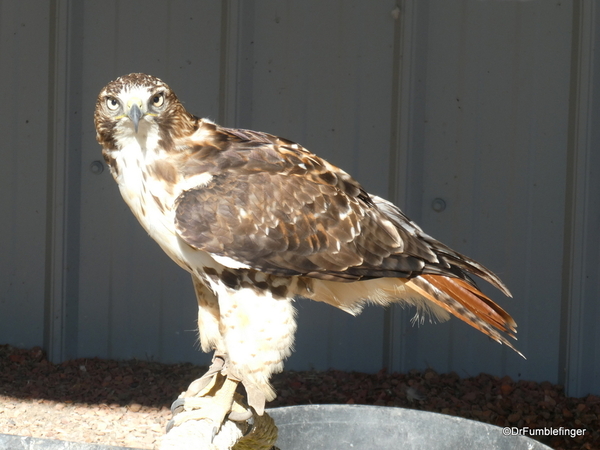 16a Birds of Prey Center, Coaldale