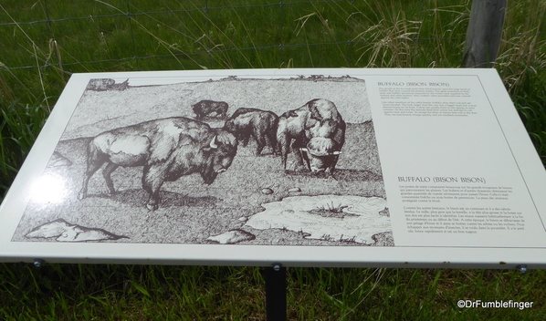 17 Bison Herd, Rocky Mountain House NHS