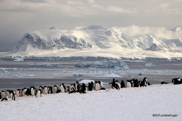 17 Danco Island Penguins