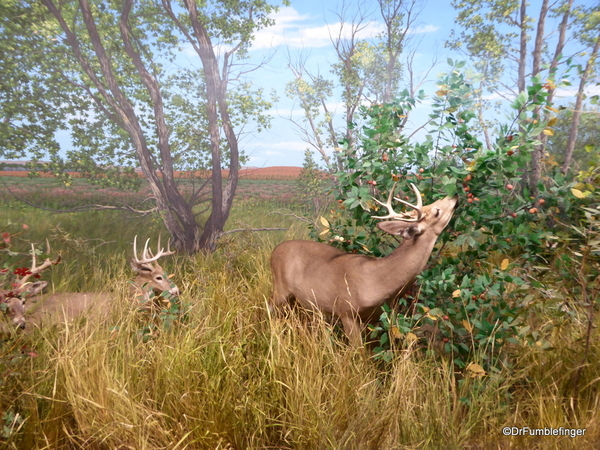 17 Denver Museum of Nature and Science (48)