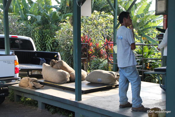 Farmers bring beans to sell to Greenwell Farms Coffee Tours