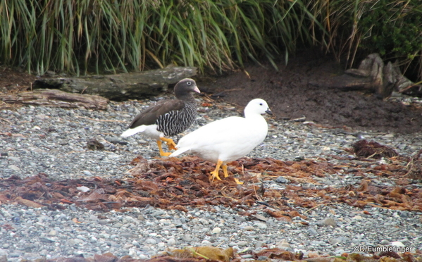 17 Tucker Islets. Kelp Geese