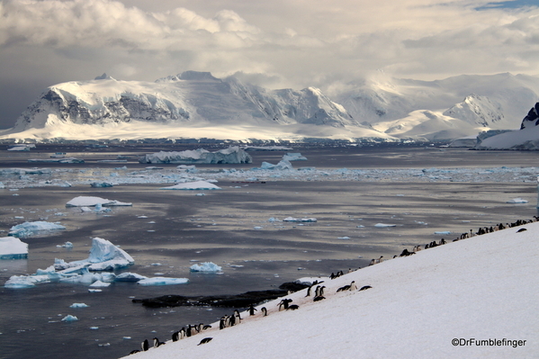 18 Danco Island Penguins