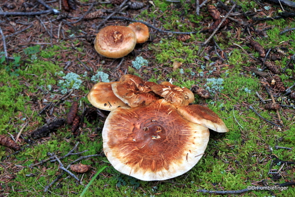 18 Denali Horseshoe Lake Hike