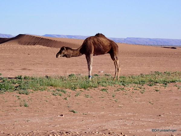 18 Erg Chicaga Desert Camp