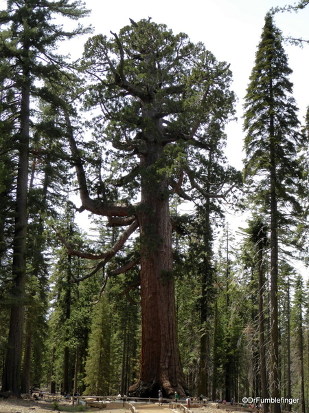 18 Mariposa Grove, Yosemite NP)