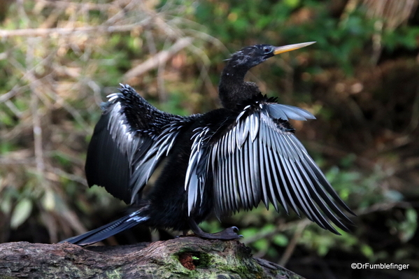 18 Turtle Bay Resort canal safari. Anhinga