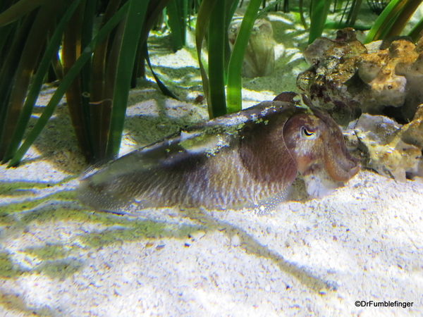 186 Monterey Bay Aquarium. Common Cuttlefish