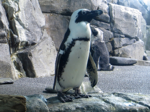 187 Monterey Bay Aquarium. Blackfooted Penguin