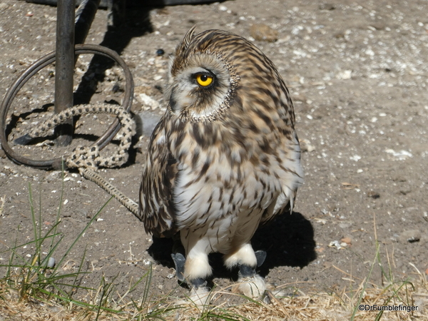 19 Birds of Prey Center, Coaldale