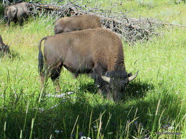 19 Hayden Valley and Yellowstone River